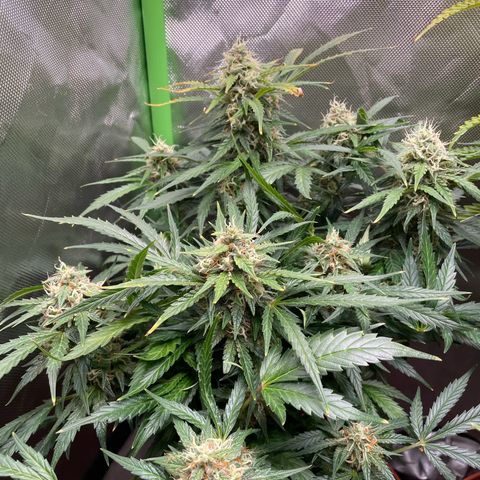 West Coast O.G. Auto by Fastbuds growlog timeline photo