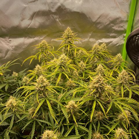 Strawberry Banana Auto by Fastbuds growlog timeline photo