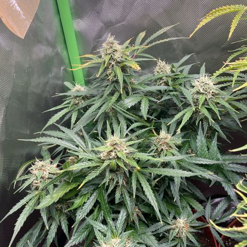 West Coast O.G. Auto by Fastbuds growlog timeline photo