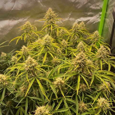 Strawberry Banana Auto by Fastbuds growlog timeline photo