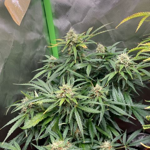 West Coast O.G. Auto by Fastbuds growlog timeline photo