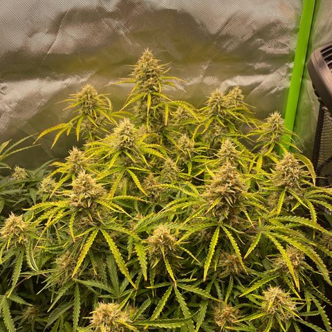 Strawberry Banana Auto by Fastbuds growlog timeline photo