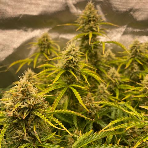 Strawberry Banana Auto by Fastbuds growlog timeline photo
