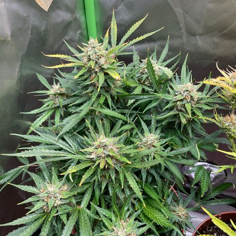West Coast O.G. Auto by Fastbuds growlog timeline photo