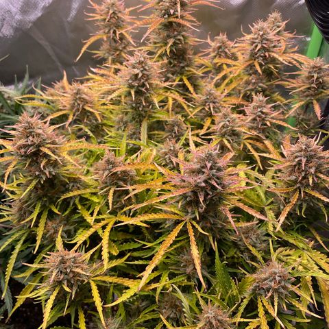 Strawberry Banana Auto by Fastbuds growlog timeline photo