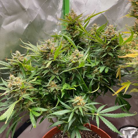 West Coast O.G. Auto by Fastbuds growlog timeline photo