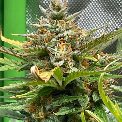 West Coast O.G. Auto by Fastbuds growlog timeline photo