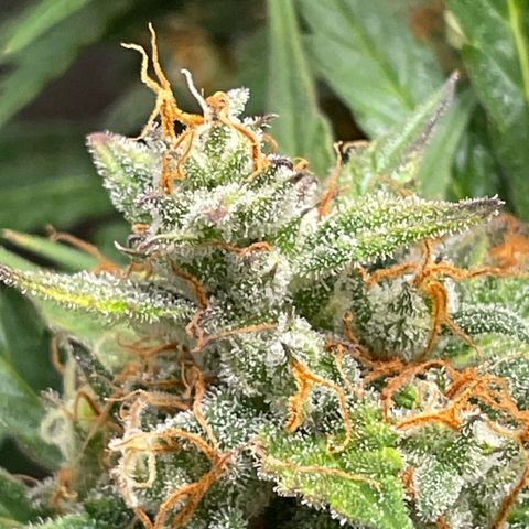 West Coast O.G. Auto by Fastbuds growlog timeline photo