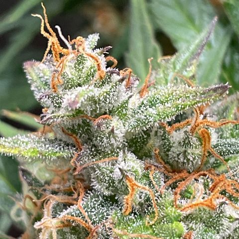 West Coast O.G. Auto by Fastbuds growlog timeline photo