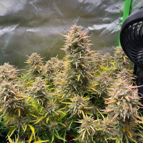 Strawberry Banana Auto by Fastbuds growlog timeline photo