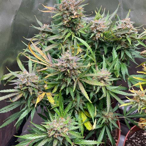 West Coast O.G. Auto by Fastbuds growlog timeline photo