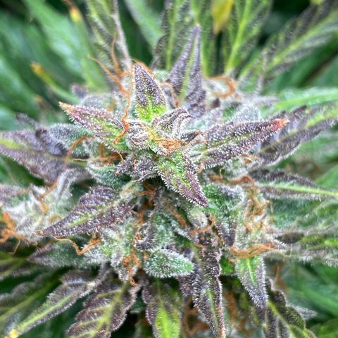 West Coast O.G. Auto by Fastbuds growlog timeline photo