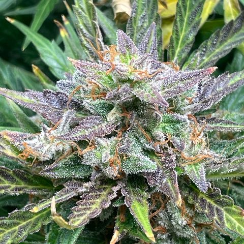 West Coast O.G. Auto by Fastbuds growlog timeline photo