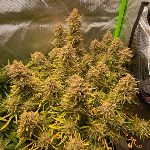 Strawberry Banana Auto by Fastbuds growlog timeline photo