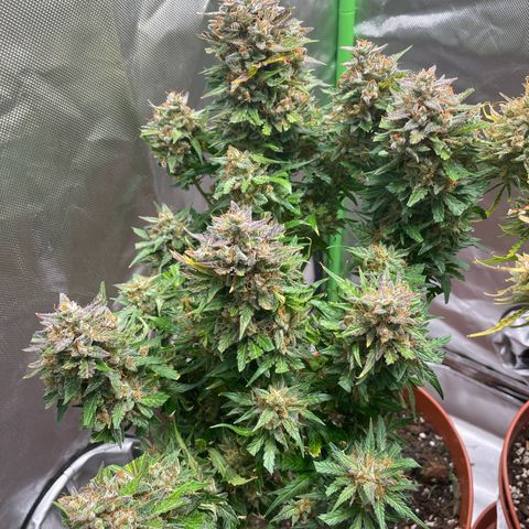 West Coast O.G. Auto by Fastbuds growlog timeline photo