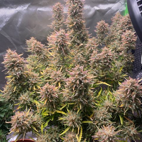 Strawberry Banana Auto by Fastbuds growlog timeline photo