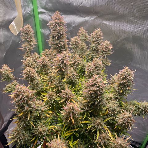 Strawberry Banana Auto by Fastbuds growlog timeline photo