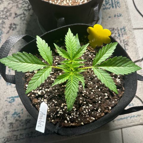 Steffi DieErste growlog timeline photo