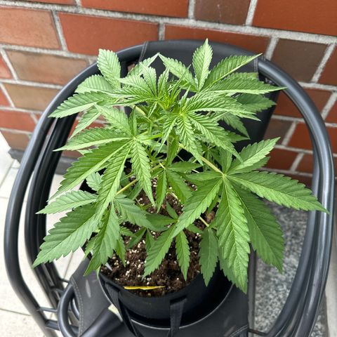 Steffi DieErste growlog timeline photo