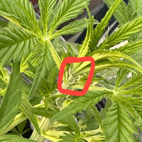 Steffi DieErste growlog photo: Weibliche Geschlechtsorgane zu sehen