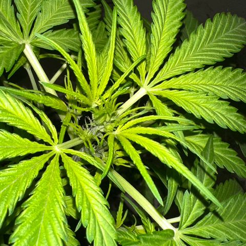 Steffi DieErste growlog photo: Blütephase hat begonnen