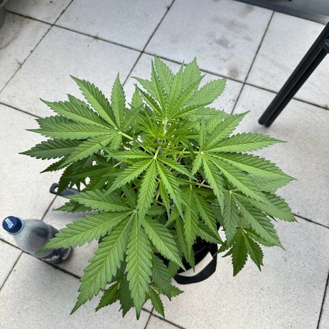 Steffi DieErste growlog timeline photo