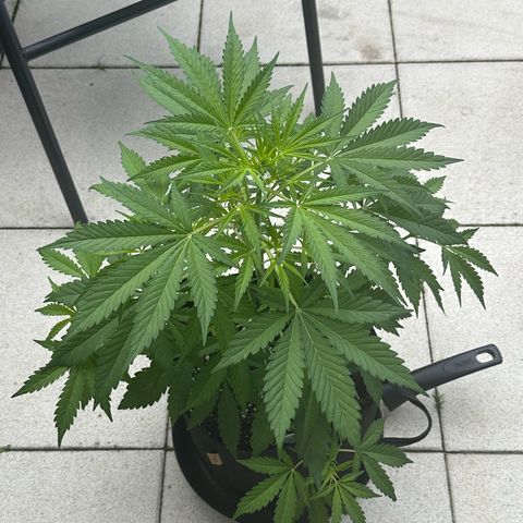 Steffi DieErste growlog timeline photo