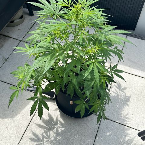 Steffi DieErste growlog timeline photo