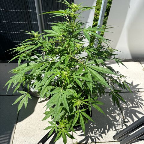 Steffi DieErste growlog timeline photo