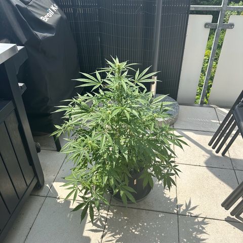 Steffi DieErste growlog timeline photo