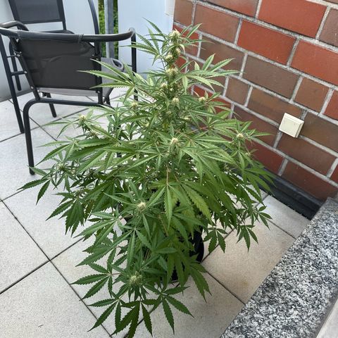 Steffi DieErste growlog timeline photo
