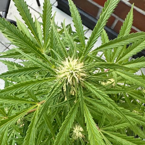 Steffi DieErste growlog timeline photo