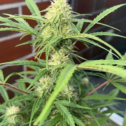 Steffi DieErste growlog timeline photo