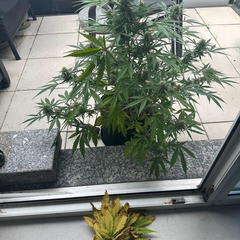 Steffi DieErste growlog timeline photo
