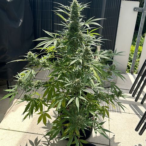 Steffi DieErste growlog timeline photo