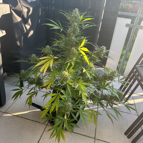 Steffi DieErste growlog timeline photo