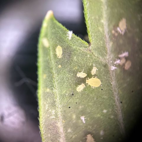 Steffi DieErste growlog photo: Starker Breitmilben Befall heute aufgefallen.  