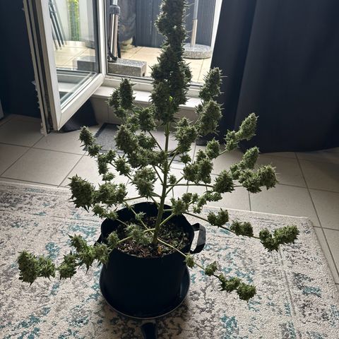 Steffi DieErste growlog photo: Notbedürftig grob nass getrimmt und zum Trocknen aufgegangen. 