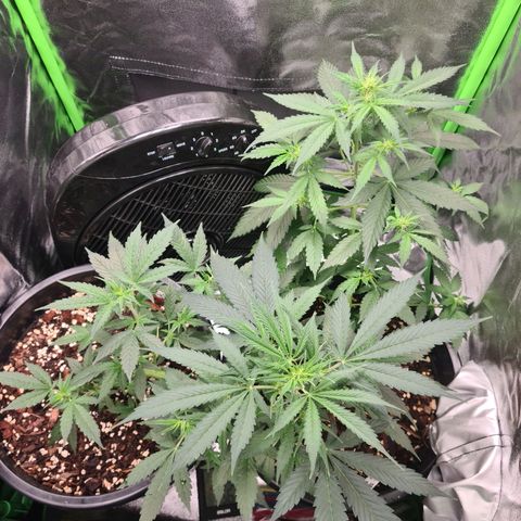 White widow auto growlog timeline photo