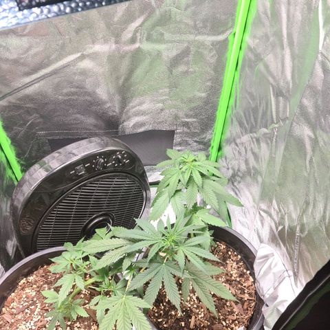 White widow auto growlog timeline photo