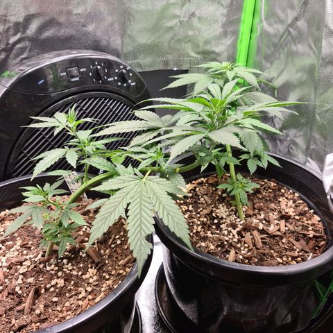 White widow auto growlog timeline photo