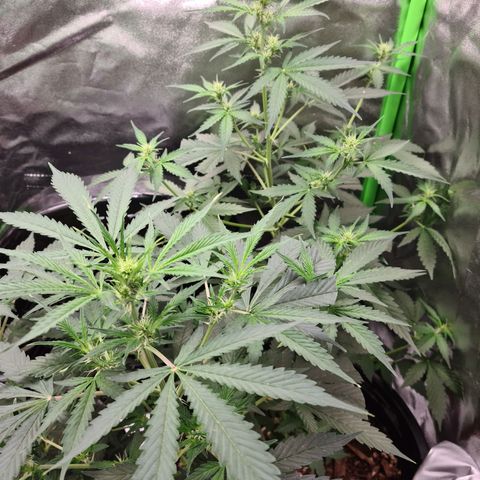 White widow auto growlog timeline photo
