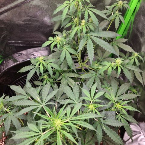 White widow auto growlog timeline photo