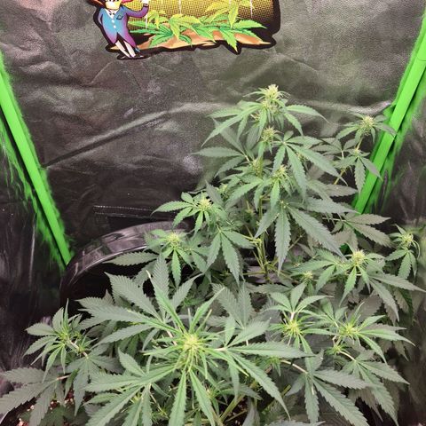 White widow auto growlog timeline photo
