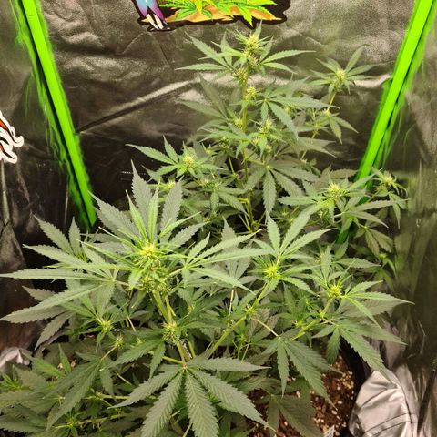 White widow auto growlog timeline photo