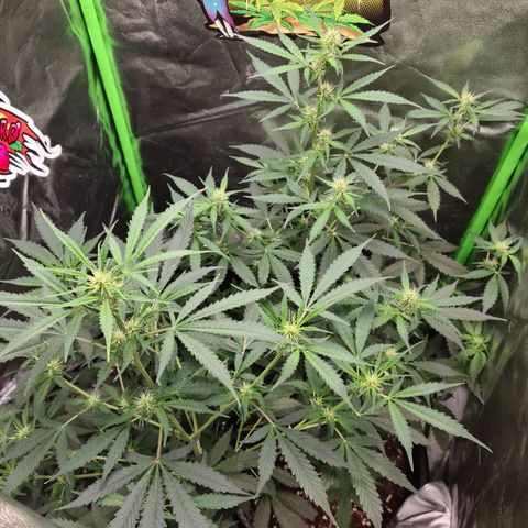 White widow auto growlog timeline photo