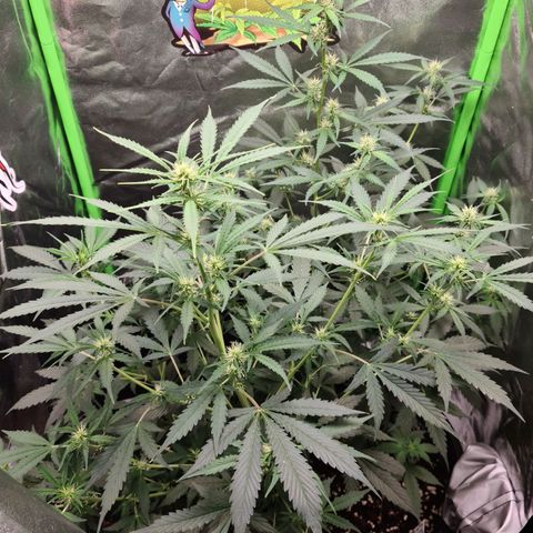 White widow auto growlog timeline photo