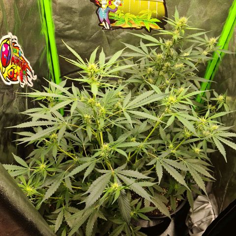 White widow auto growlog timeline photo