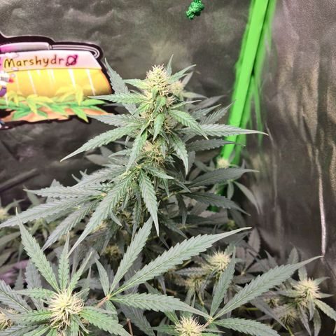 White widow auto growlog timeline photo