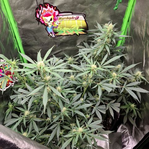 White widow auto growlog timeline photo